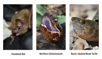 A collage of three photos showing a bat, a snake with its mouth open, and a turtle. 