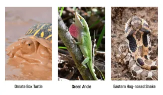 A collage of three photos showing a muddy box turtle, a green lizard, and a puffed up snake. 