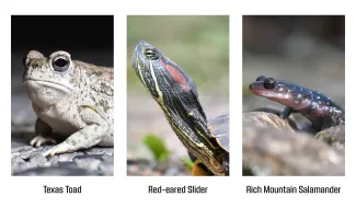 A collage of three pictures showing a toad, a turtle with an outstretched neck, and a black and white salamander. 