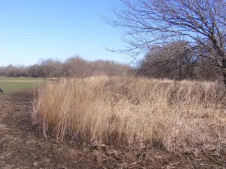 A photo of a good example of diverse habitat in Oklahoma. Trees in the distance, tall grass and a large field can be seen.
