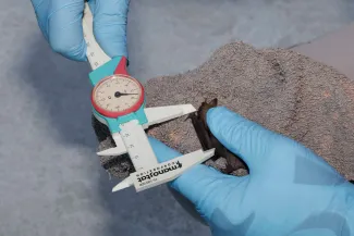 Calipers are used to measure the forearm of a small bat. 