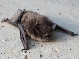 A small brown bat clings to concrete. 