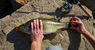A photo showing how to measure the length of a fish.