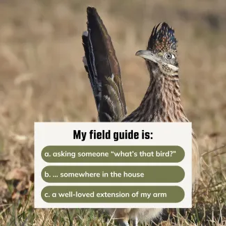 An image of a greater roadrunner with the leading question "my field guide is" 
