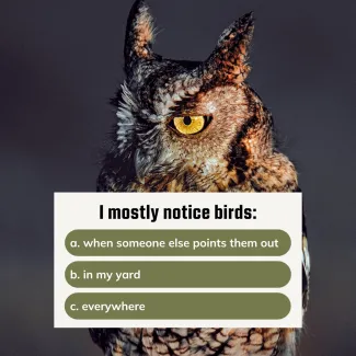 An image of an eastern screech-owl with a text box prompt "I mostly notice birds"