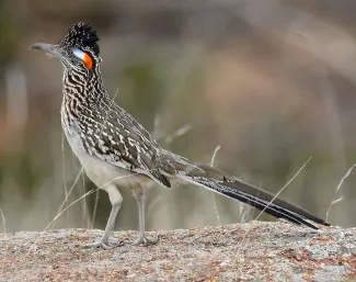 An adult male greater roadrunner stands proudly.