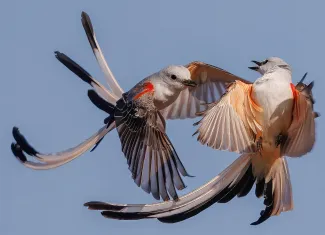 Two gray birds with long tails squabble in flight. 