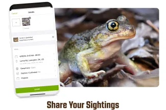 A toad with a large eye, green back and cream belly next to a cell phone screen showing a nature-sharing app