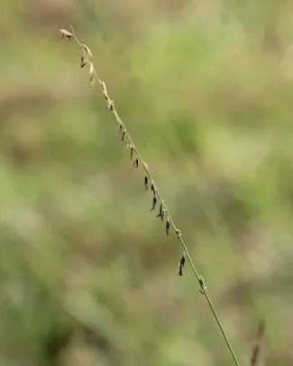 An example sprig of side oats gamma grass.