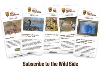 A series of cell phone screens showing selected newsletter headlines