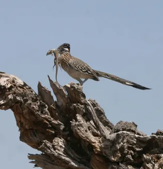 A greater roadrunner hods a lizards in its beak.