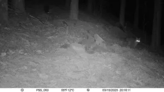 A fox can be seen to the right and the glowing eyes of the spotted skunk are in the center background.