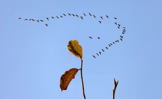 Migrating birds flying in formation over a small tree going through abscission