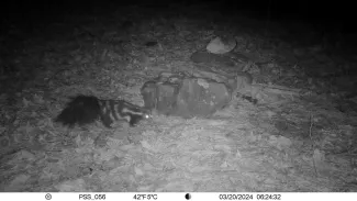 A Plains spotted skunk is seen standing in front of a rock.