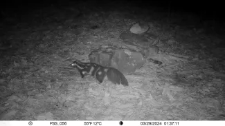 A Plains spotted skunk is seen standing in front of a rock.
