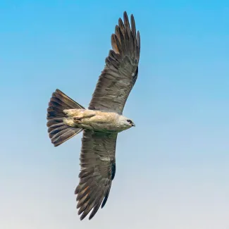 Mississippi kite soaring in the clear blue sky