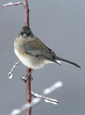 Dark-eyed Junco perched on a tree limb