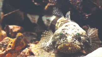 A banded sculpin peeks out of a rocky shelter.