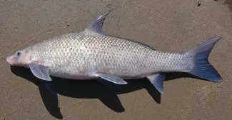 A blue sucker is photographed laying against concrete.