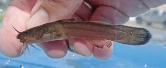 A freckled madtom is photographed while gently being held by fingertips.