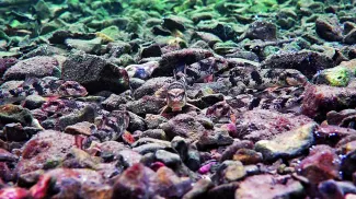 Several northern hogsuckers blend in to the surrounding rocks.