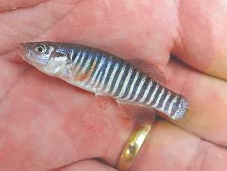 A Plains killifish is held in the palm of a hand.