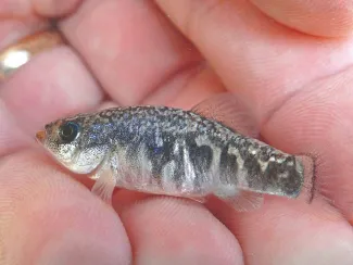 A Red River pupfish is photographed while gently held in the palm of a hand.