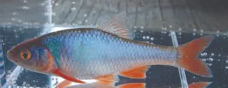 A mostly silver red shiner with orange fins.