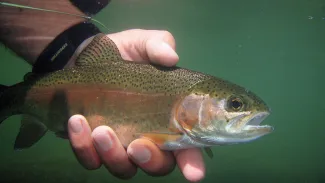 A rainbow trout is photographed underwater while being gently held by a hand.