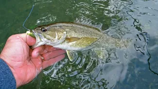 A hand is holding a smallmouth bass partially out of water.
