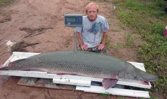 A state record alligator gar sits on a scale and reads 254.7 lbs.