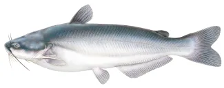 An illustration of a blue catfish by Joe Tomelleri.