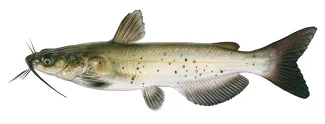 An illustration of a channel catfish by Joe Tomelleri.