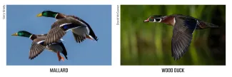 A side-by-side comparison of two male mallard ducks in flight (left) and a male wood duck in flight (right).