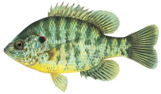 An illustration of a redear sunfish by Joe Tomelleri.