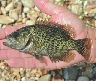A rock bass is laying flat on the palm of a hand.