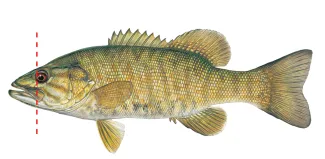 An illustration of a smallmouth bass by Joe Tomelleri. A red dashed line indicates that the mouth ends in front of the eye.