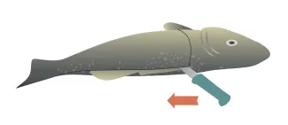 An illustration of step 2 of filleting a fish. Cut the fish behind its gills and pectoral fin down to, but not through, the backbone.