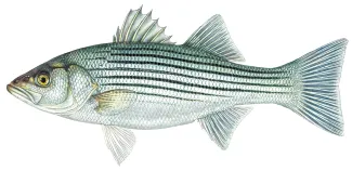 An illustration of a striped bass by Joe Tomelleri.