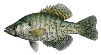 An illustration of a white crappie by Joe Tomelleri.