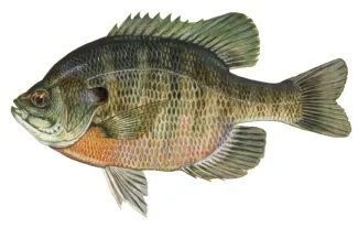An illustration of a bluegill sunfish by USFWS Duane Raver.