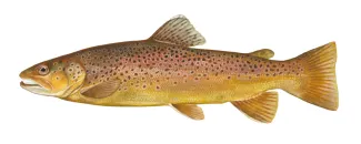 An illustration of brown trout by Duane Raver.