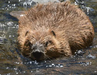An American beaver lays in shallow clear water.