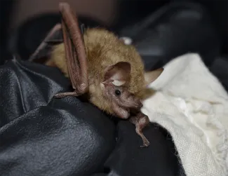 A tricolored bat is is being carefully held in gloved hands.