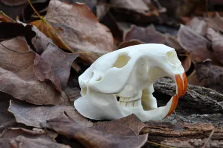 A beaver skull lies on top of brown leaves.
