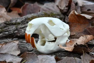 A beaver skull lies on top of brown leaves.