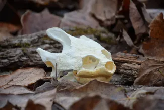 A common snapping turtle skull is lying on a bed of leaves.