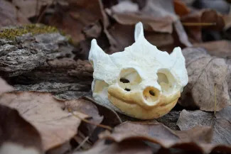 A common snapping turtle skull is lying on a bed of leaves.