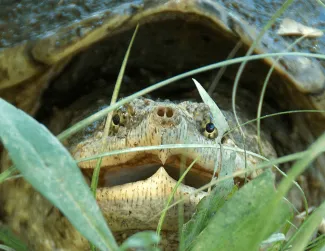 A common snapping turtle peeks through green grass.