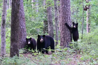 An adult black bear stands next to a smaller cub while another cub climbs up a tree. 